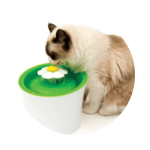 Coway Water Fountain